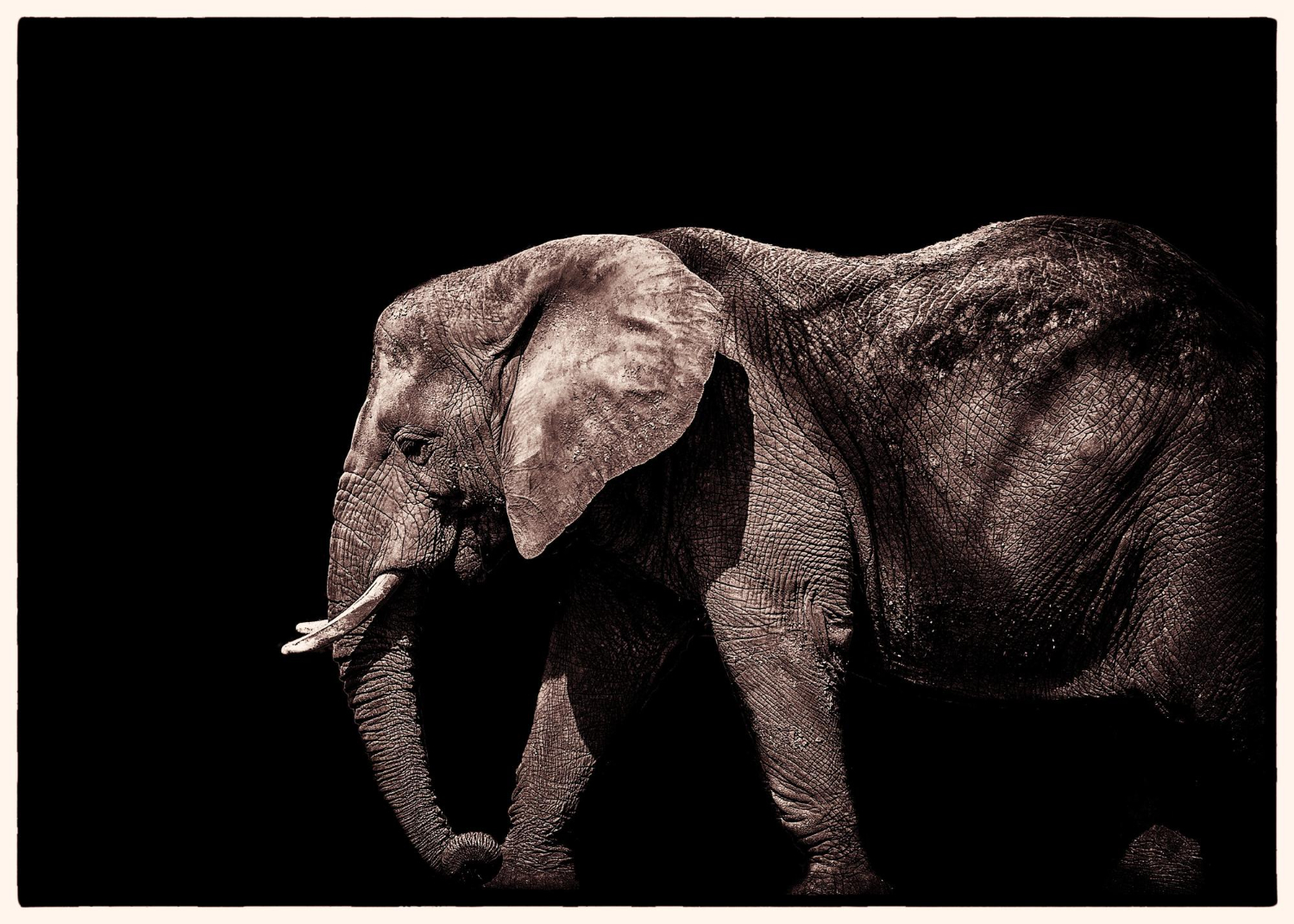 Wildlife Art and Conservation