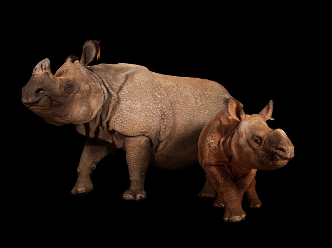 National Geographic Photo Ark