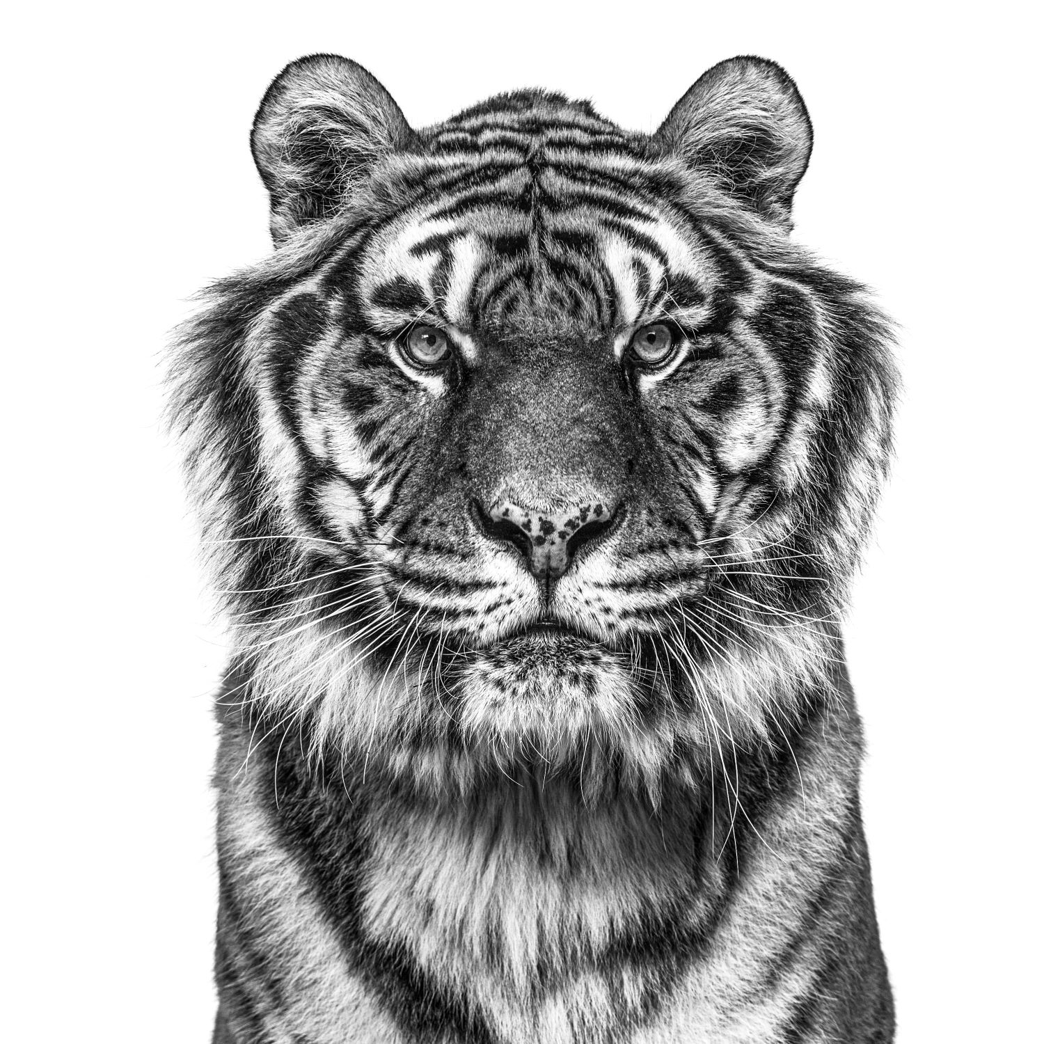การวาดสัตว์ป่า