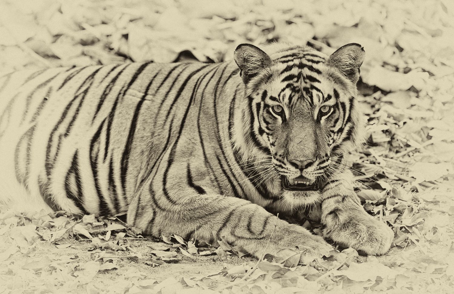 Tiger Portrait